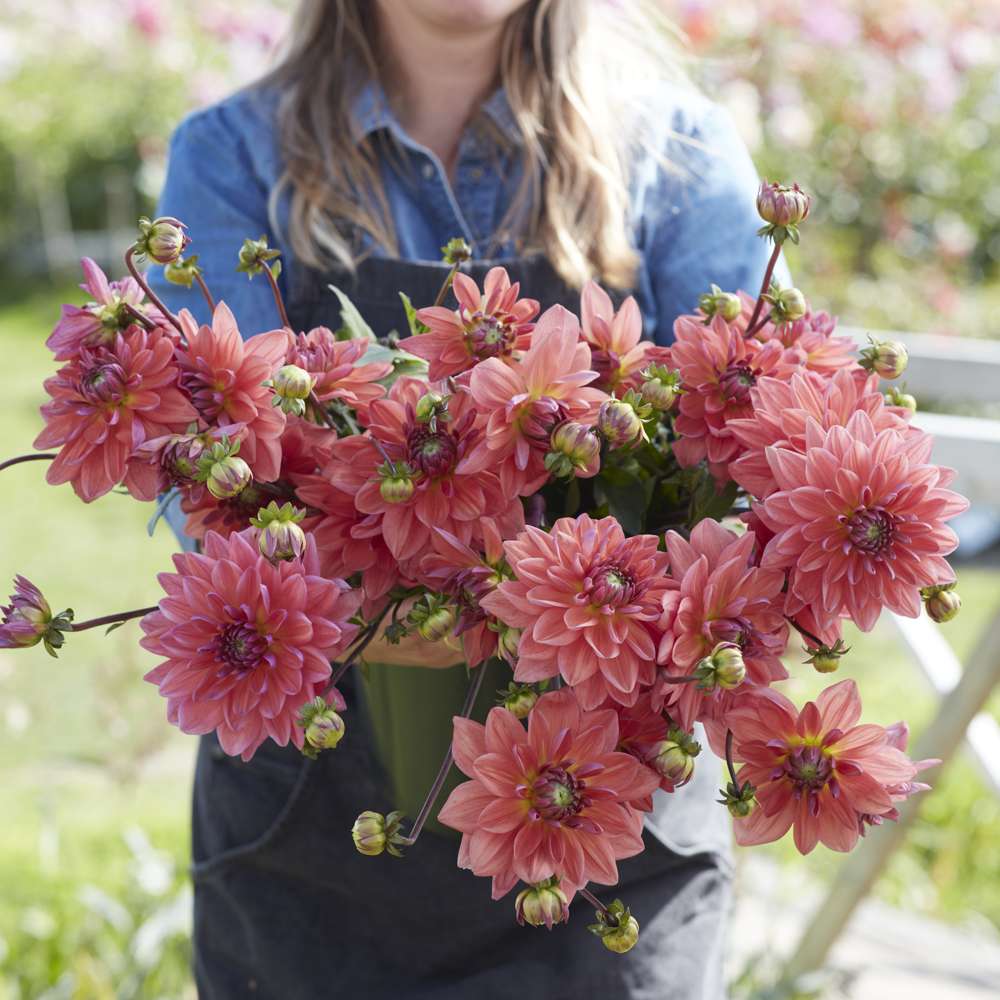 Dahlia 'Dutch Pearl'